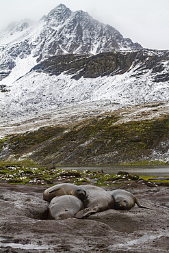 Adult southern elephant seals, Mirounga leonina, moulting on the beach at South Georgia in the Southern Ocean.
