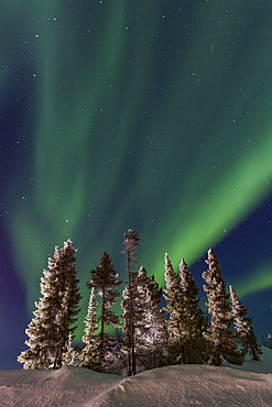 Aurora Borealis, or Northern Lights, over the boreal forest on the Great Slave Lake, Northwest Territories, Canada.