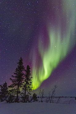 Aurora Borealis, or Northern Lights, over the boreal forest on the Great Slave Lake, Northwest Territories, Canada.