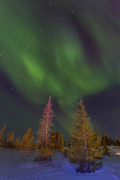 Aurora Borealis, or Northern Lights, over the boreal forest on the Great Slave Lake, Northwest Territories, Canada.