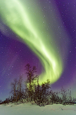 Aurora Borealis, or Northern Lights, over the boreal forest on the Great Slave Lake, Northwest Territories, Canada.
