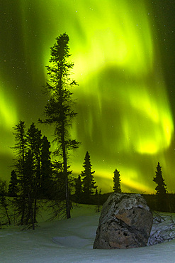 Aurora Borealis, or Northern Lights, over the boreal forest on the Great Slave Lake, Northwest Territories, Canada.