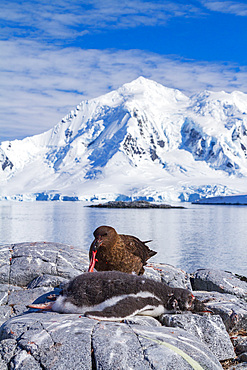 Adult brown skua, Catharacta antarctica, feeding on a gentoo penguin chick on the Antarctic peninsula, Antarctica.