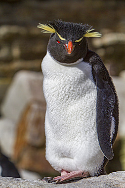 Adult southern rockhopper penguin, Eudyptes chrysocome, at breeding and molting colony on New Island, Falkland Islands.
