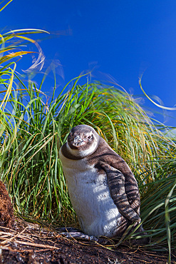 Magellanic penguin chick, Spheniscus magellanicus, at a breeding and molting site in Gypsey Cove, East Island, Falklands.