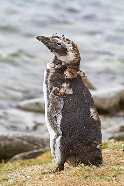 Magellanic penguin, Spheniscus magellanicus, molting in Gypsey Cove, East Island, Falklands Islands.