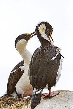 Antarctic shag, Phalacrocorax (atriceps) bransfieldensis, pair mutually preening each other on Weinke Island, Antarctica.