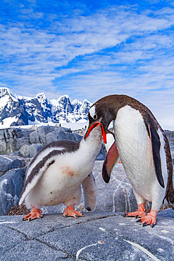 Gentoo penguin, Pygoscelis papua, adult feeding chick in Antarctica, Southern Ocean.