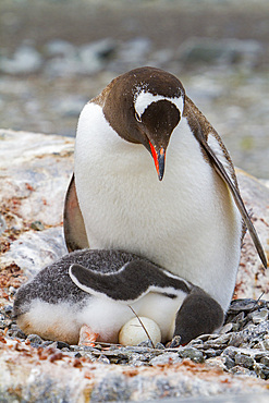 Adult gentoo penguin, Pygoscelis papua, sitting on nest with chick and unviable egg in Antarctica, Southern Ocean.