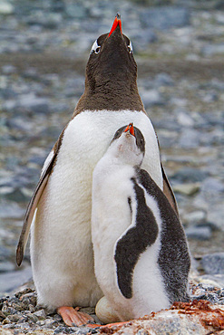 Adult gentoo penguin, Pygoscelis papua, sitting on nest with chick and unviable egg in Antarctica, Southern Ocean.