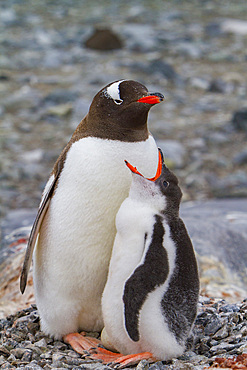 Adult gentoo penguin, Pygoscelis papua, sitting on nest with chick and unviable egg in Antarctica, Southern Ocean.