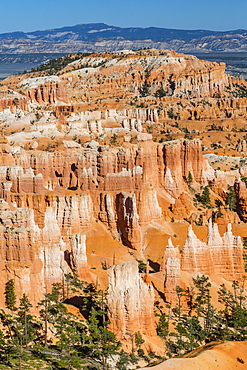 Hoodoo rock formations in Bryce Canyon Amphitheater, Bryce Canyon National Park, Utah, United States of America, North America 