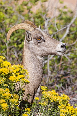 Adult desert bighorn sheep (Ovis canadensis), Zion National Park, Utah, United States of America, North America 