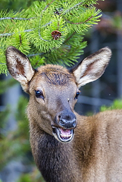 Young elk (Cervus canadensis), Yellowstone National Park, UNESCO World Heritage Site, Wyoming, United States of America, North America 