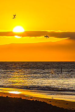 Blue-footed boobies (Sula nebouxii) plunge-diving for small fish at sunset off Rabida Island, Galapagos Islands, UNESCO World Heritage Site, Ecuador, South America 