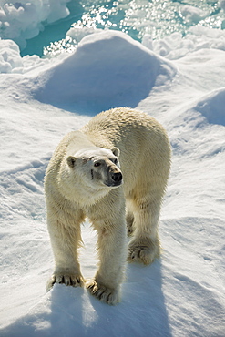 Adult polar bear (Ursus maritimus) on ice floe, Cumberland Peninsula, Baffin Island, Nunavut, Canada, North America