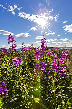 Dwarf fireweed (River Beauty willowherb) (Chamerion latifolium), Hebron, Labrador, Canada, North America