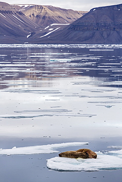 Adult walrus (Odobenus rosmarus) on ice floe in Maxwell Bay, Devon Island, Nunavut, Canada, North America