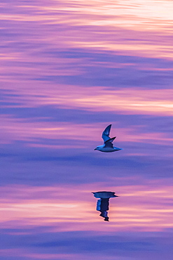 Adult northern fulmar (Fulmarus glacialis) reflected in flight on calm seas near Sisimiut, western Greenland, Polar Regions