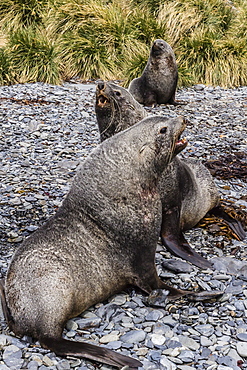 Antarctic fur seal (Arctocephalus gazella) males defending territories, Stromness Harbor, South Georgia, UK Overseas Protectorate, Polar Regions