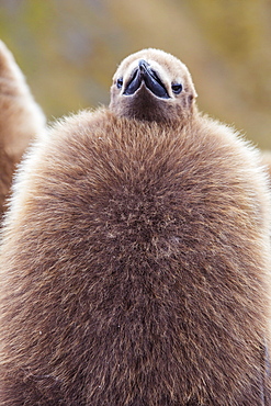 King penguin (Aptenodytes patagonicus), close up of okum boy chick, Gold Harbour, South Georgia, UK Overseas Protectorate, Polar Regions