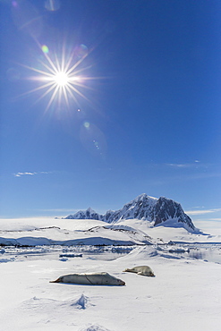 Adult crabeater seals (Lobodon carcinophaga) on ice floe near Port Lockroy, Antarctica, Polar Regions