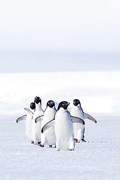 Adult Adelie penguins (Pygoscelis adeliae) walking on first year sea ice in Active Sound, Weddell Sea, Antarctica, Polar Regionswhitening of whites, slight increase in contrast