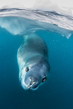 Adult leopard seal (Hydrurga leptonyx) inspecting the camera above and below water at Damoy Point, Antarctica, Polar Regions