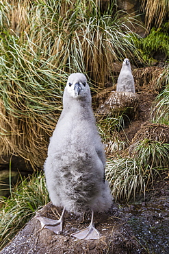 Black-browed albatross (Thalassarche melanophris) chicks in nest on Saunders Island, Falkland Islands, UK Overseas Protectorate, South America