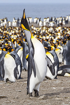 King penguin (Aptenodytes patagonicus) breeding colony at St. Andrews Bay, South Georgia, UK Overseas Protectorate, Polar Regions