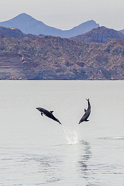 Adult bottlenose dolphins (Tursiops truncatus) leaping in the waters near Isla Danzante, Baja California Sur, Mexico, North America