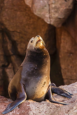 California sea lion bull (Zalophus californianus) hauled out at Los Islotes, Baja California Sur, Mexico, North America