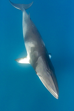 Adult dwarf minke whale (Balaenoptera acutorostrata), near the south end of Ribbon 9 Reef, Great Barrier Reef, Queensland, Australia, Pacific