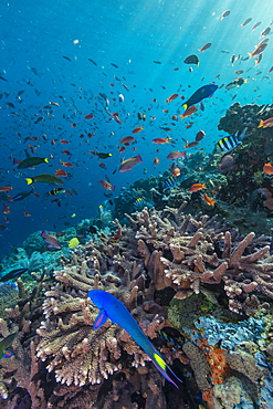 A profusion of coral and reef fish on Batu Bolong, Komodo Island National Park, Indonesia, Southeast Asia, Asia