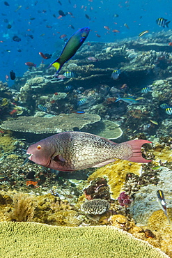 Female bicolor parrotfish (Cetoscarus bicolor), Batu Bolong Island, Komodo Island National Park, Indonesia, Southeast Asia, Asia