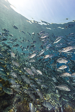 A school of bigeye trevally (Caranx sexfasciatus), Sebayur Island, Komodo Island National Park, Indonesia, Southeast Asia, Asia