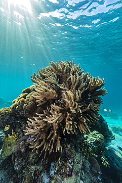 A profusion of hard and soft coral underwater on Tengah Besar Island, Komodo Island National Park, Indonesia, Southeast Asia, Asia