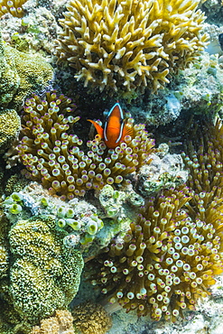 Anemonefish in anemone on underwater reef on Jaco Island, Timor Sea, East Timor, Southeast Asia, Asia