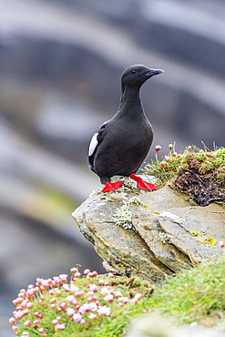 Adult black guillemot (Cepphus grylle) on Sumburgh Head, Mainland Island, Shetland Isles, Scotland, United Kingdom, Europe