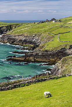 Sheep fences and rock walls along the Dingle Peninsula, County Kerry, Munster, Republic of Ireland, Europe