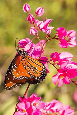 Queen butterfly (Danaus gilippus) on queen's wreath (Antigonon leptopus), Himalaya Beach, Sonora, Mexico, North America