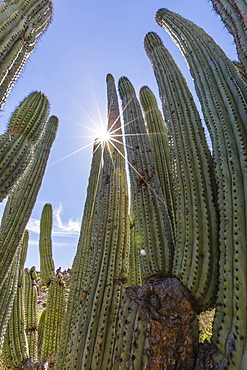 Organ pipe cactus (Stenocereus thurberi), with sunburst, Himalaya Beach, Sonora, Mexico, North America