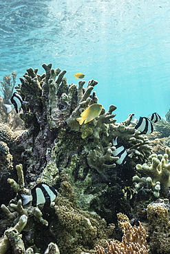 Underwater reef system on pink sand beach, Komodo National Park, Komodo Island, Indonesia, Southeast Asia, Asia