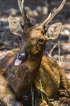 Adult buck Timor rusa deer (Cervus timorensis), Komodo National Park, Komodo Island, Indonesia, Southeast Asia, Asia