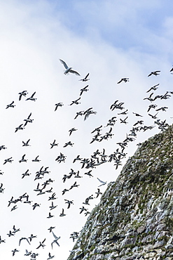 Steep cliffs filled with nesting birds on the south side of Bjornoya, Bear Island, Svalbard, Arctic, Norway, Scandinavia, Europe