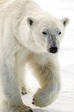 Adult polar bear (Ursus maritimus) on first year sea ice in Olga Strait, near Edgeoya, Svalbard, Arctic, Norway, Scandinavia, Europe