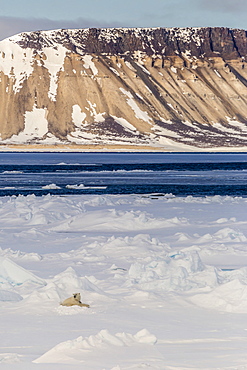 Adult polar bear (Ursus maritimus) on first year sea ice in Olga Strait, near Edgeoya, Svalbard, Arctic, Norway, Scandinavia, Europe