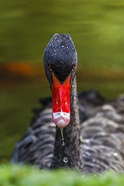 An adult black swan (Cygnus atratus) at the Terra Nostra Botanical Gardens on the Azorean capital island of Sao Miguel, Azores, Portugal, Europe