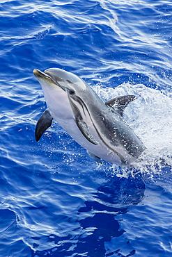 Adult striped dolphin (Stenella coeruleoalba) leaping near La Gomera, Canary Islands, Spain, Atlantic, Europe