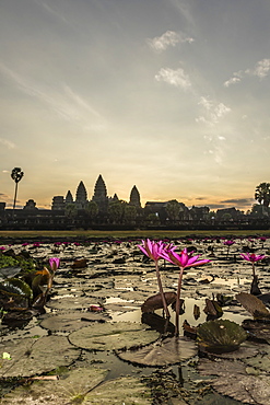 Sunrise over the west entrance to Angkor Wat, Angkor, UNESCO World Heritage Site, Siem Reap, Cambodia, Indochina, Southeast Asia, Asia